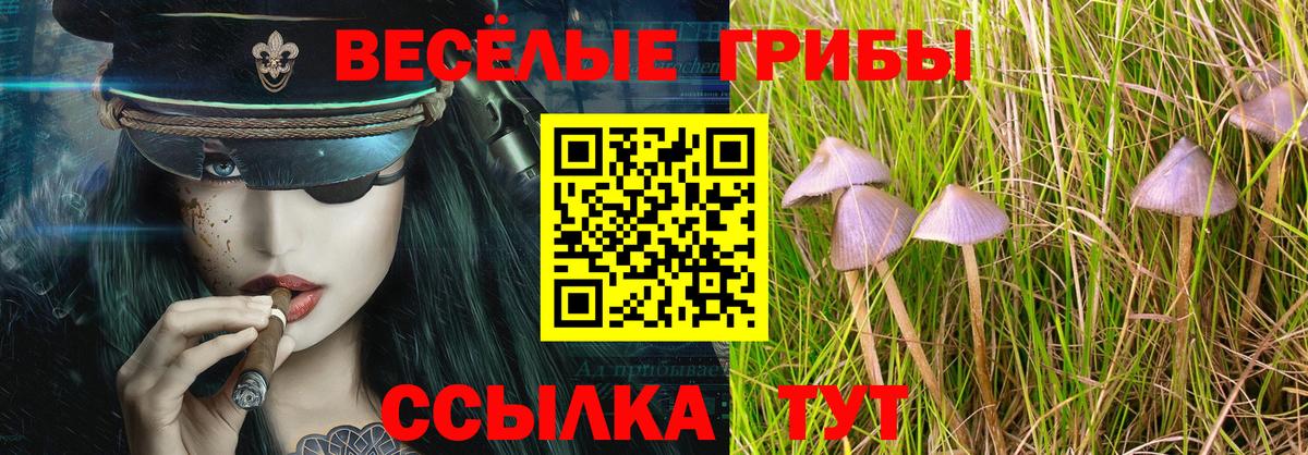 Псилоцибиновые грибы Psilocybe Бийск